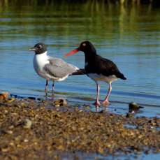 Laughing Gull American Oystercatcher 9689