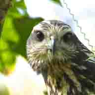 Hawk-Eagle Black juvenile 1432 192