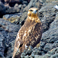 Galapagos Hawk  7226