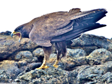 Galapagos Hawk 7236