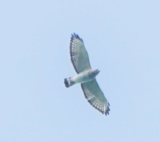 Broad-winged Hawk-298