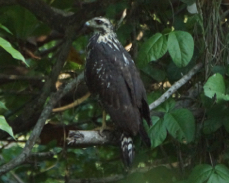 Common Black Hawk juvenile  3450