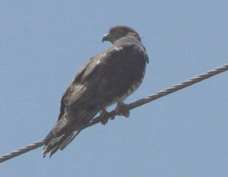 Cuckoo-Hawk African 2827