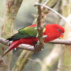 Chattering Lory 1848