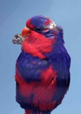 Red and Blue Lory 2638 BK