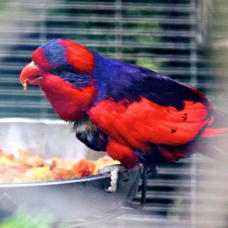 Red and Blue Lory 2673
