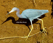 Little Blue Heron 02217 l