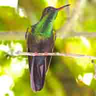 Hummingbird Bronze-tailed Plumeleteer 9879 192