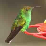 Hummingbird Coppery-headed Emerald male 7405 192