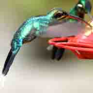 Hummingbird Green Hermit female 7466 192
