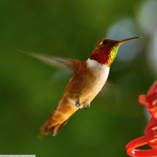 Allen's Hummingbird male 5750