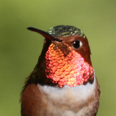 Allen's Hummingbird 1043