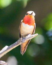 Allen's Hummingbird 5759