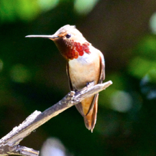 Allen's Hummingbird 5764