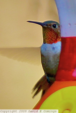Allen's Hummingbird 6676