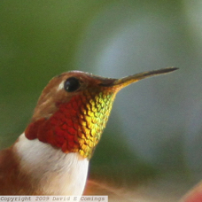 Allen's Hummingbird male 5764