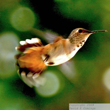 Allen's Hummingbird 2169