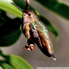 Allen's Hummingbird 2397