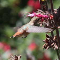 Allen's Hummingbird female 1095