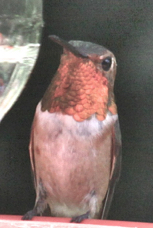 Anna's Hummingbird 4493
