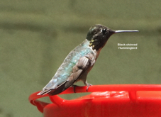 Black-chinned Hummingbird-100.psd