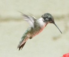 Black-chinned Hummingbird-107.jpg