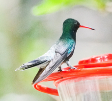 Broad-billed Hummingbird-36.jpg