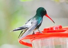 Broad-billed Hummingbird-34.jpg