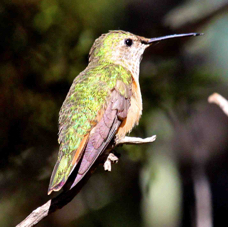 Broad-tailed Hummingbird 6261
