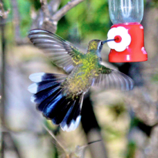 Blue-throated Hummingbird 5852
