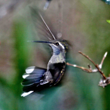 Blue-throated Hummingbird 5879