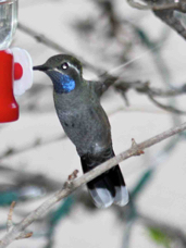 Blue-throated Hummingbird 5302