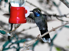 Blue-throated Hummingbird 5301