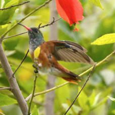 Amazilia Hummingbird 0308