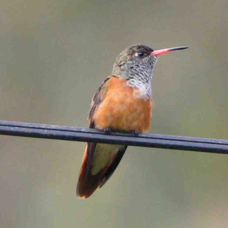 Amazilia Hummingbird 0331