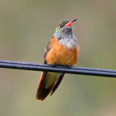 Amazilia Hummingbird 0347