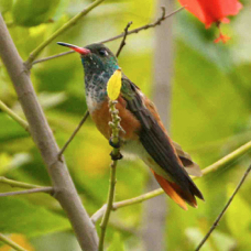 Amazilia Hummingbird 0298