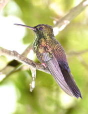 Hummingbird Bronze-tailed Plumeleteer 8659