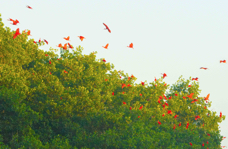 Scarlet Ibises-326