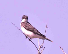 Eastern Kingbird 0647
