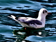 Black-headed Seagull 9412