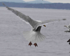 Glaucous-winged Gull Breeding 7692