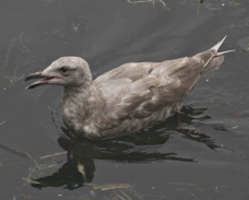 Glaucous-winged Gull  1st year 7674