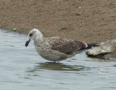 Grey Gull juvenile 3712