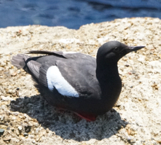 Pigeon Guillemot-232