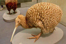 Great Spotted Kiwi, Museum B 0773