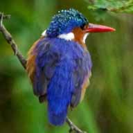 Kingfisher Malachite 192