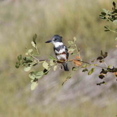 Belted Kingfisher 5868
