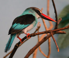 Blue-breasted Kingfisher-568