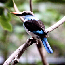 Blue-breasted Kingfisher 1862